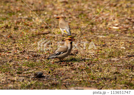 キレンジャク 113651747