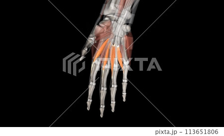 The lumbricals are deep muscles of the hand that flex the metacarpophalangeal joints 113651806