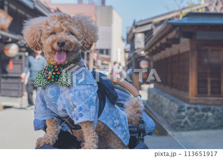 飛騨高山で犬と散歩 飛騨高山で犬と散歩 113651917