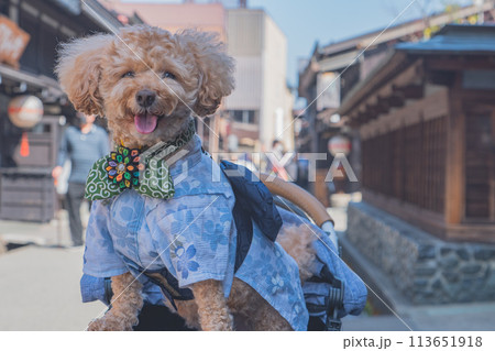 飛騨高山で犬と散歩 飛騨高山で犬と散歩 113651918