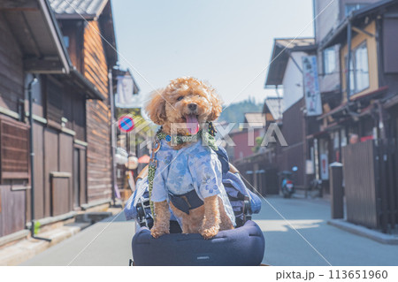 飛騨高山で犬と散歩 飛騨高山で犬と散歩 113651960