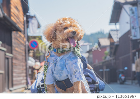 飛騨高山で犬と散歩 飛騨高山で犬と散歩 113651967