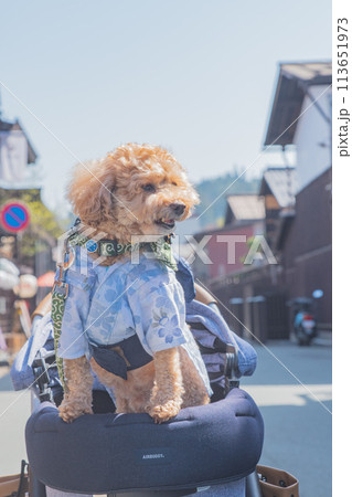 飛騨高山で犬と散歩 飛騨高山で犬と散歩 113651973