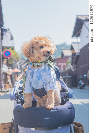 飛騨高山で犬と散歩 飛騨高山で犬と散歩 113651974