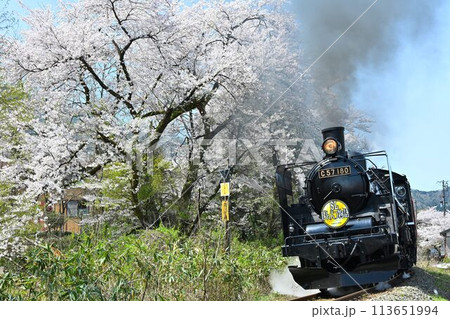 磐越西線 桜咲く頃 咲花駅を発進する SLばんえつ物語号 磐越西線 桜咲く頃 咲花駅を発進する SLばんえつ物語号 113651994