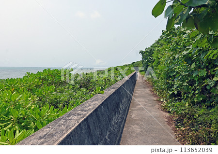 沖縄県石垣島　白保海岸散策路 113652039
