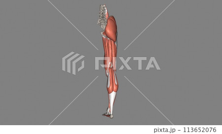 Lower Limb, Muscles and Bones Lower Limb, Muscles and Bones 113652076