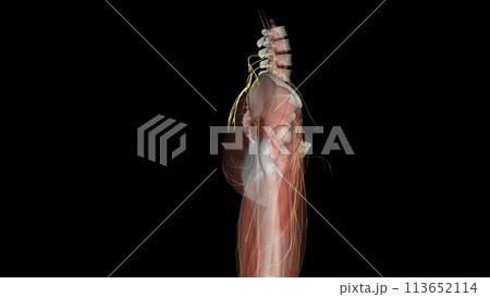 The superior cluneal nerves are pure sensory nerves that innervate the skin of the upper part of the buttocks 113652114