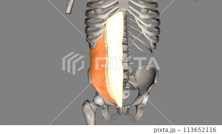 Internal abdominal oblique is a muscle found on the lateral side of the abdomen 113652116