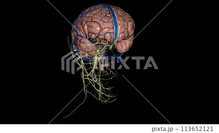 The nervous system includes the brain, spinal cord, and a complex network of nerves 113652121