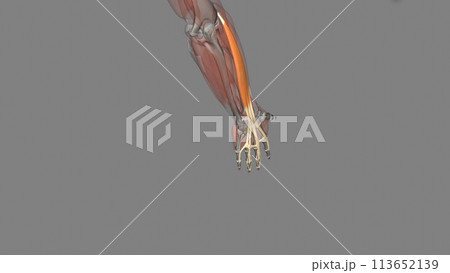 Extensor digitorum is a long muscle located in...のイラスト素材 [113652139 ...