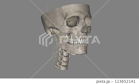 Head, All Systems 113652141