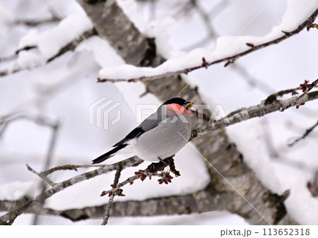 雪と桜の芽を啄むウソ 113652318