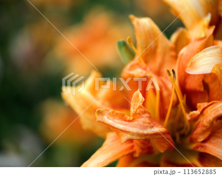 7月に咲いたオレンジ色のヤブカンゾウの花 113652885