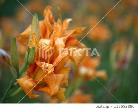 7月に咲いたオレンジ色のヤブカンゾウの花 7月に咲いたオレンジ色のヤブカンゾウの花 113652886