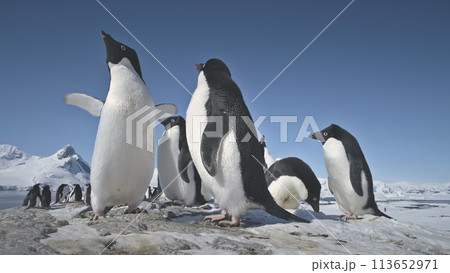 Antarctic Adelie Penguin Flock Play Closeup. Antarctica Ocean Bird Flock Mating Games Behavior at Cold Nature Ice Rock Landscape Background Low-Angle. Peninsula Expedition 113652971