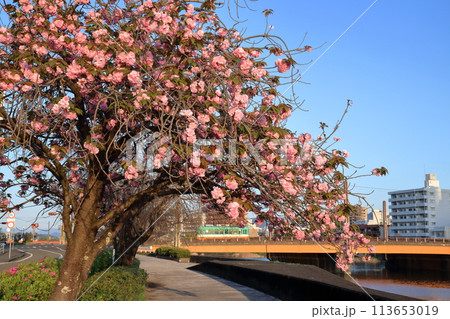 朝陽浴びる桜と路面電車 (高知県 高知市 鏡川の堤防) 朝陽浴びる桜と路面電車 (高知県 高知市 鏡川の堤防) 113653019