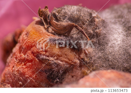 Putrid fungal growths that have covered the surface of carrots after infection. Breaking down organic matter to its simple constituents Putrid fungal growths that have covered the surface of carrots after infection. Breaking down organic matter to its simple constituents 113653473