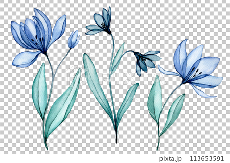 transparent flowers, watercolor drawing. blue wildflowers, x-ray transparent flowers, watercolor drawing. blue wildflowers, x-ray 113653591