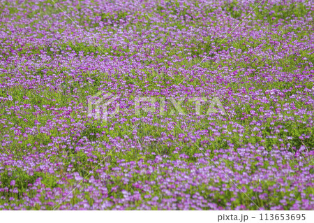 一面に咲いた蓮華の花 113653695