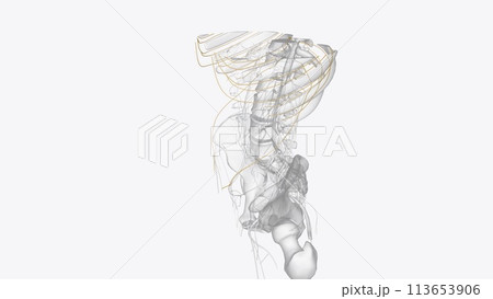 Branches of thoracic spinal 3d Branches of thoracic spinal 3d 113653906
