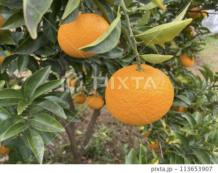 甘夏の実 爽やかな柑橘類の果物 113653907