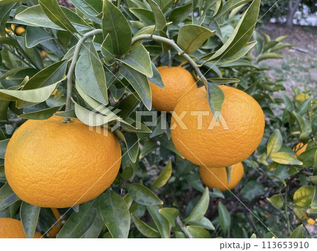 甘夏の果実 113653910