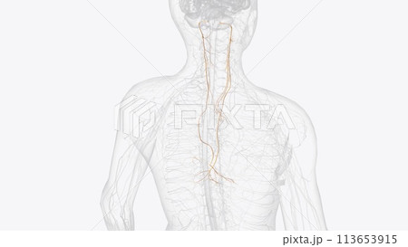 The vagus nerve (cranial nerve CN X) is the longest cranial nerve in the body, containing both motor The vagus nerve (cranial nerve CN X) is the longest cranial nerve in the body, containing both motor 113653915