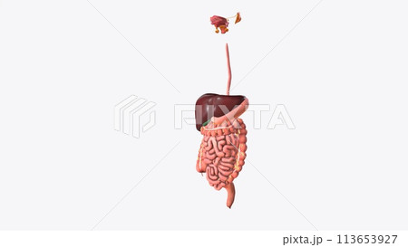 The digestive system breaks down the food we eat into tiny parts to give us fuel and the nutrients we need to live The digestive system breaks down the food we eat into tiny parts to give us fuel and the nutrients we need to live 113653927