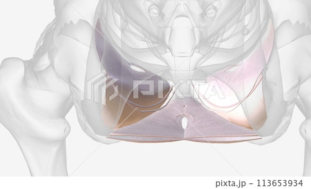 The visceral pelvic fascia is a condensation of connective tissue that arises from the parietal fascia laterally The visceral pelvic fascia is a condensation of connective tissue that arises from the parietal fascia laterally 113653934