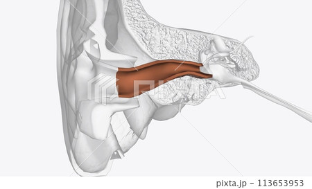The ear canal, or auditory canal, is a tube that runs from the outer ear to the eardrum 113653953