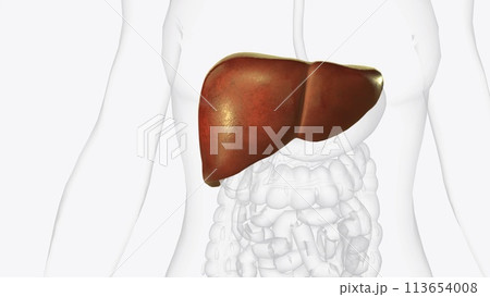 The liver is a large organ in the abdomen that performs many important bodily functions, including blood filtering The liver is a large organ in the abdomen that performs many important bodily functions, including blood filtering 113654008