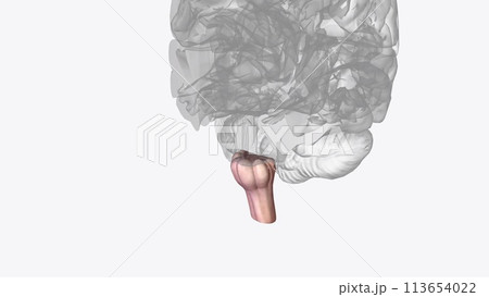 The medulla oblongata or simply medulla is a long stem-like structure which makes up the lower part of the brainstem 113654022