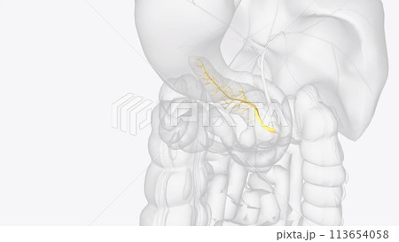 The pancreatic ducts carry digestive enzymes and fluids from the pancreas to the small intestine 113654058
