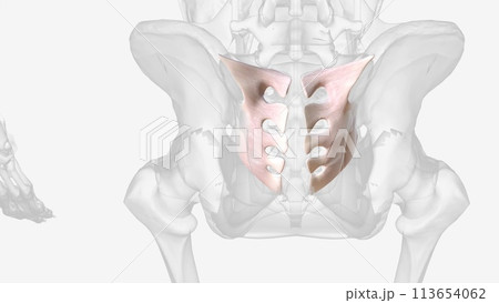 Posterior intercsseo sacroiliac ligament 113654062
