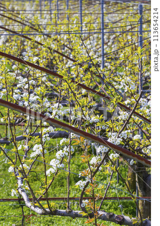 綺麗に咲いた梨の花 鳥取県 二十世紀梨 113654214