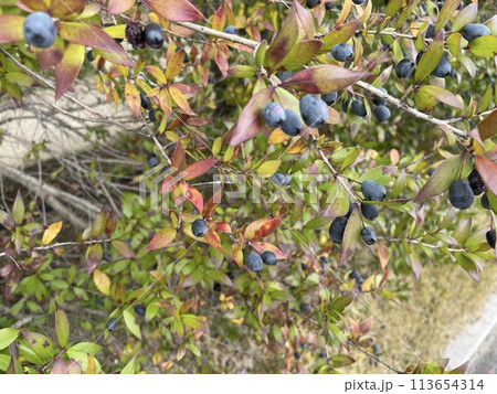 銀梅花の果実 113654314
