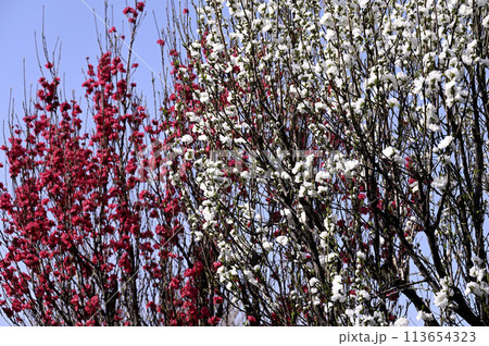 青空に映える花桃 113654323