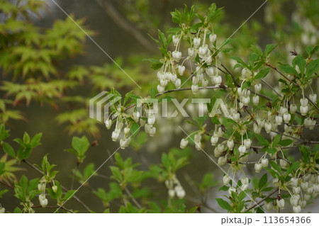 春のどうだんつつじ 113654366