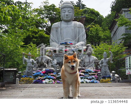 柴犬と壷阪寺の紫陽花大仏 柴犬と壷阪寺の紫陽花大仏 113654448