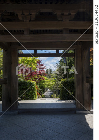 鎌倉244 海蔵寺21 新緑 鎌倉244 海蔵寺21 新緑 113654452