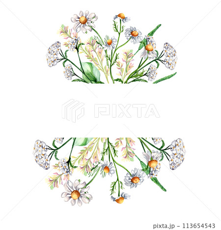 Frame of meadow medicinal flower, herb plants watercolor illustration isolated on white background. Chamomile, plantain, achillea yarrow in botanical sketch hand drawn. Design for label, package 113654543