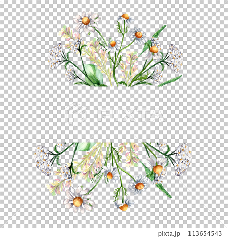 Frame of meadow medicinal flower, herb plants watercolor illustration isolated on white background. Chamomile, plantain, achillea yarrow in botanical sketch hand drawn. Design for label, package 113654543