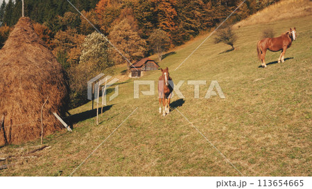 Aerial of horses at mountain grass valley. Autumn countryside nature landscape. Farm animals biodiversity. Leafy trees at green pastures. Haystack at forest. Carpathian mounts, Ukraine, Europe Aerial of horses at mountain grass valley. Autumn countryside nature landscape. Farm animals biodiversity. Leafy trees at green pastures. Haystack at forest. Carpathian mounts, Ukraine, Europe 113654665