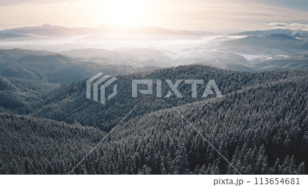 Fir forest in mist hoarfrost aerial. Snow mountain ridges at winter nobody nature landscape. Fog over pine trees. Coniferous wood at mount ranges. Amazing Carpathians, Bukovel, Ukraine, Europe Fir forest in mist hoarfrost aerial. Snow mountain ridges at winter nobody nature landscape. Fog over pine trees. Coniferous wood at mount ranges. Amazing Carpathians, Bukovel, Ukraine, Europe 113654681