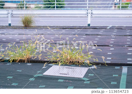 屋外に設置された防草シートの写真。 113654723