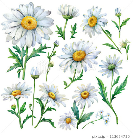 Versatile watercolor pack featuring a variety of daisies bouquets, single flowers, and elements. Perfect for enhancing invitations, cards, and botanical-themed projects. 113654730