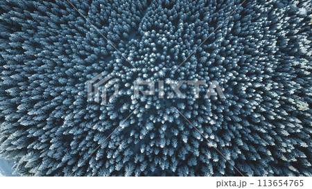 Fir forest at snow mountain aerial top down. Winter nobody nature landscape. Hoarfrost spruce trees. Carpathians mounts, Bukovel Resort, Ukraine, Europe. Tourism, travel scenery. Cinematic drone shot Fir forest at snow mountain aerial top down. Winter nobody nature landscape. Hoarfrost spruce trees. Carpathians mounts, Bukovel Resort, Ukraine, Europe. Tourism, travel scenery. Cinematic drone shot 113654765