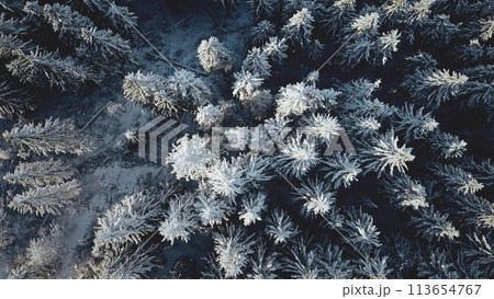 Top down snow conifer forest at mountain aerial. Winter nobody nature landscape. Snowy spruce trees at frost. Mountaineering lifestyle. Wild natural beauty. Carpathian mount, Bukovel, Ukraine, Europe Top down snow conifer forest at mountain aerial. Winter nobody nature landscape. Snowy spruce trees at frost. Mountaineering lifestyle. Wild natural beauty. Carpathian mount, Bukovel, Ukraine, Europe 113654767