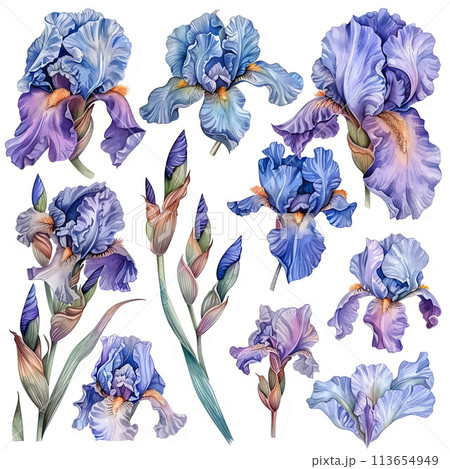 Enchanting watercolor clipart set featuring iris flowers in delicate pastel colors, suitable for crafting greeting cards, posters, and digital collages 113654949